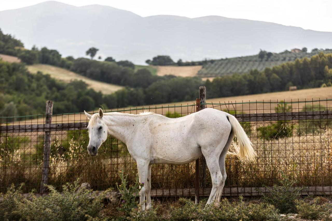 Agriturismo Agrileisuretime 스폴레토 외부 사진