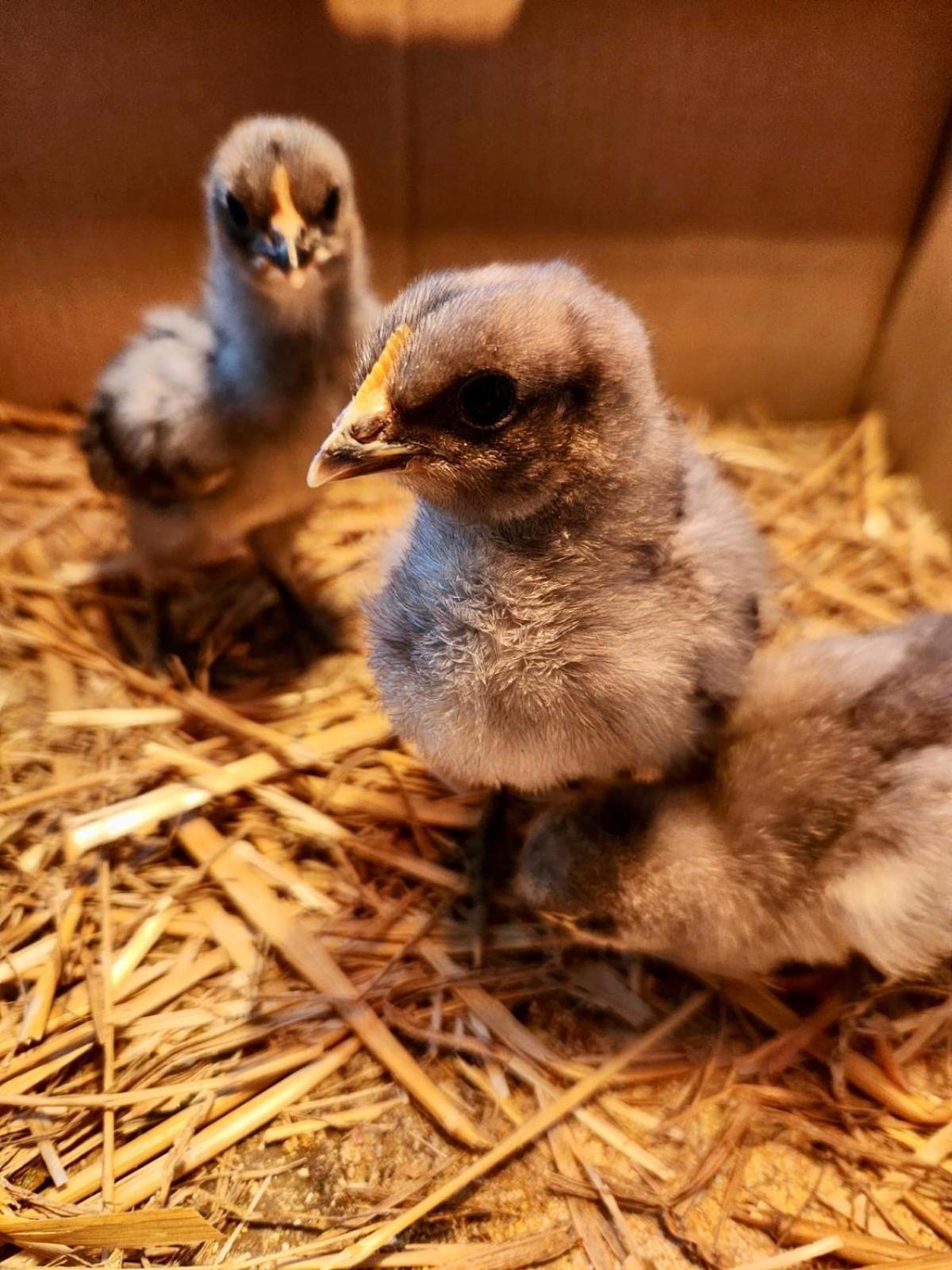 Agriturismo Agrileisuretime 스폴레토 외부 사진